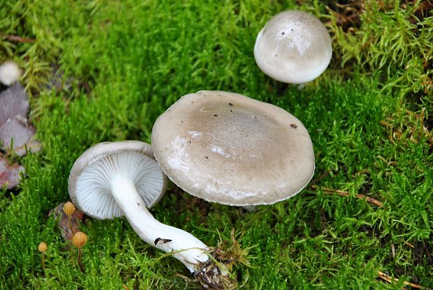 šťavnačka voňavá Hygrophorus agathosmus (Fr.) Fr.