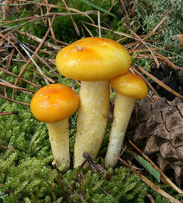 šťavnačka mrazová zlatá Hygrophorus hypothejus var. aureus (Arrh.) Imler