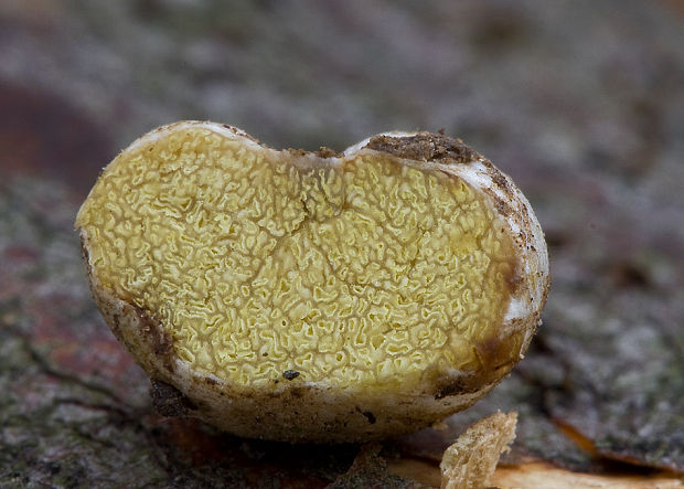 hľuza žltá Hymenogaster luteus ?