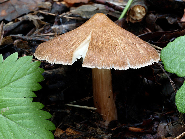 vláknica Inocybe sp.