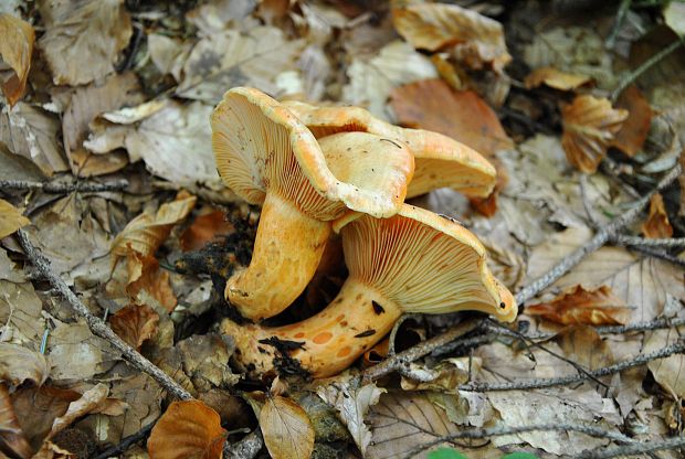 rýdzik lososovoružový Lactarius salmonicolor R. Heim & Leclair