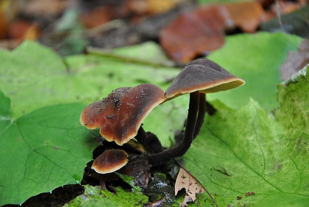 smeťovček uhorkový Macrocystidia cucumis (Pers.) Joss.