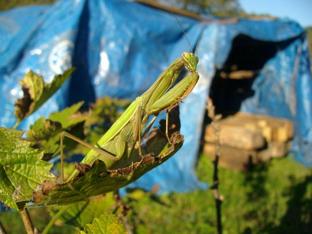 modlivka zelená Mantis religiosa