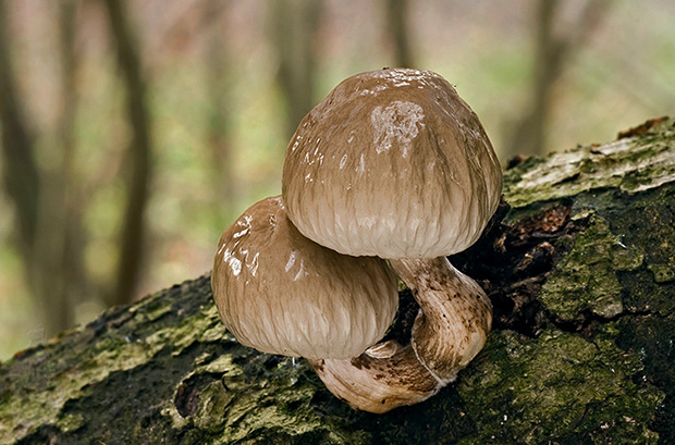 sliznačka obyčajná Mucidula mucida (Schrad.) Pat.