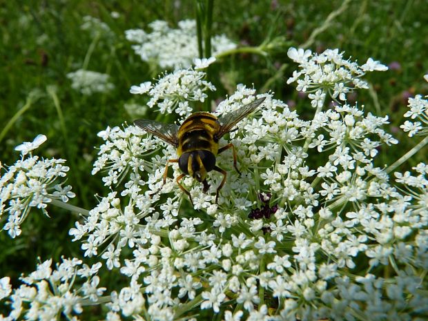 pestrica Myathropa florea