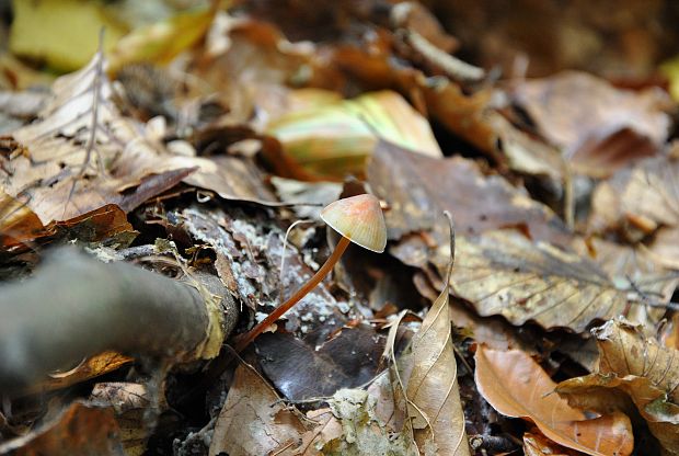 prilbička krvavomliečna Mycena haematopus (Pers.) P. Kumm.