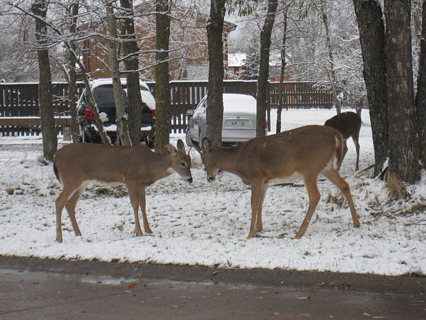 jelenik bielochvosty Odocoileus virginianus