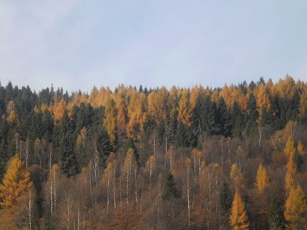 smrek obyčajný a smrekovec opadavy Picea abies (L.) H. Karst.