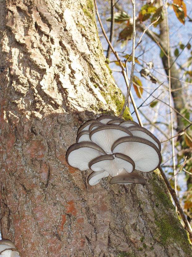 hliva ustricovitá Pleurotus ostreatus (Jacq.) P. Kumm.