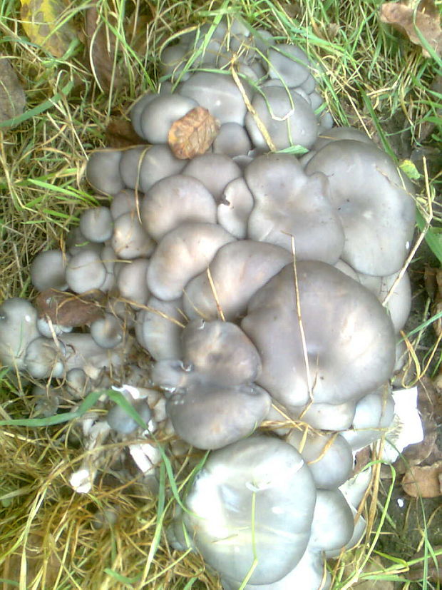 hliva ustricovitá Pleurotus ostreatus (Jacq.) P. Kumm.