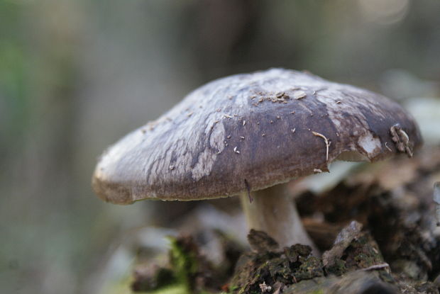 štítovka Pluteus sp.