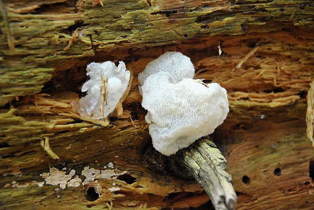 pajelenka želatínová Pseudohydnum gelatinosum (Scop.) P. Karst.