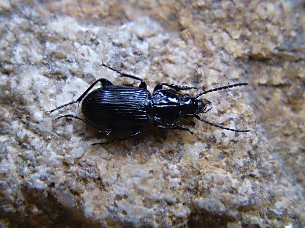 utekáčik Pterostichus nigrita