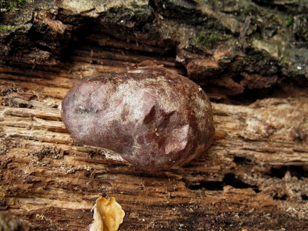 sieťnatka obyčajná Reticularia lycoperdon Bull.