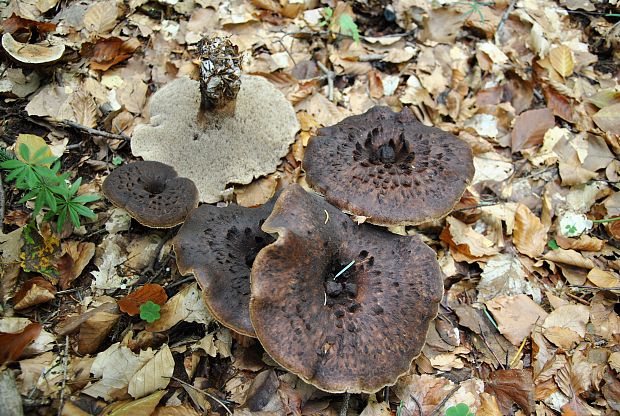 jelenkovec škridlicovitý Sarcodon imbricatus (L.) P. Karst.