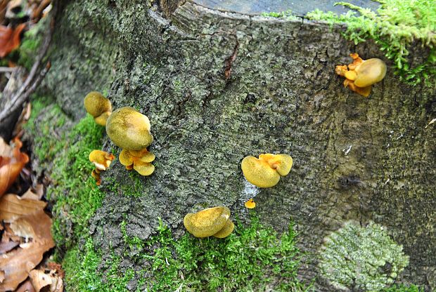 pňovka neskorá Sarcomyxa serotina (Pers.) P. Karst.