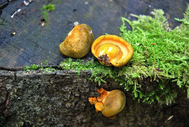 pňovka neskorá Sarcomyxa serotina (Pers.) P. Karst.