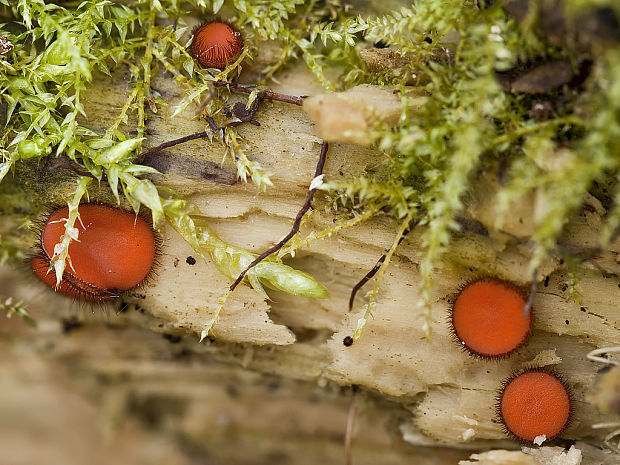 štítovnička obyčajná Scutellinia scutellata (L.) Lambotte