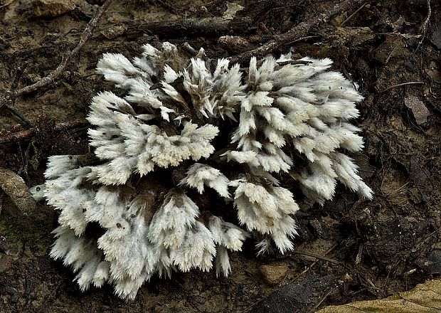 plesňovka belavohnedá Thelephora penicillata (Pers.) Fr.