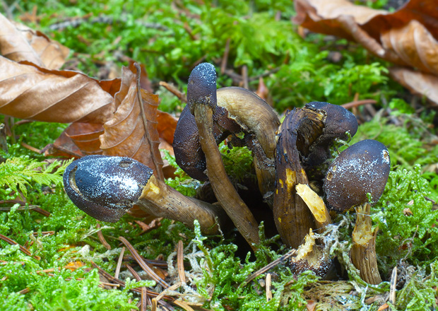 žezlovka hlavičkatá  Tolypocladium capitatum (Holmsk.) Quandt, Kepler & Spatafora