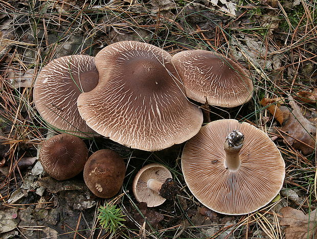 čírovka šupinkatá Tricholoma imbricatum (Fr.) P. Kumm.