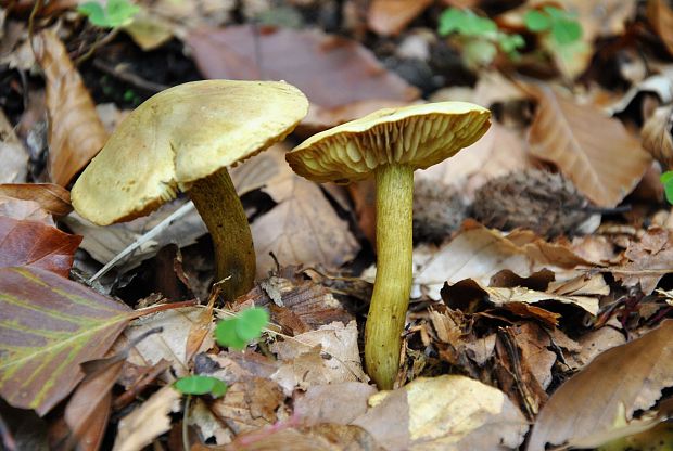 čírovka sírovožltá Tricholoma sulphureum (Bull.) P. Kumm.