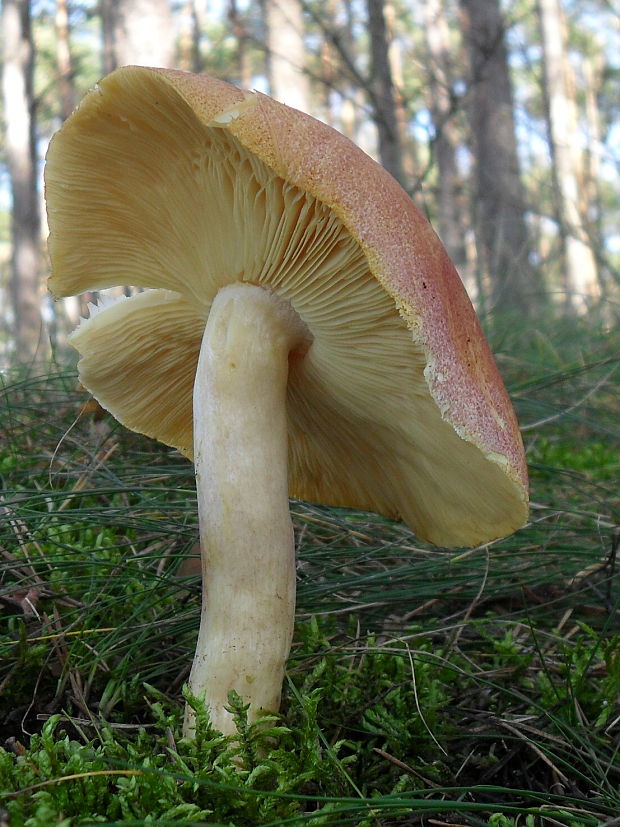 čírovec červenožltý Tricholomopsis rutilans (Schaeff.) Singer