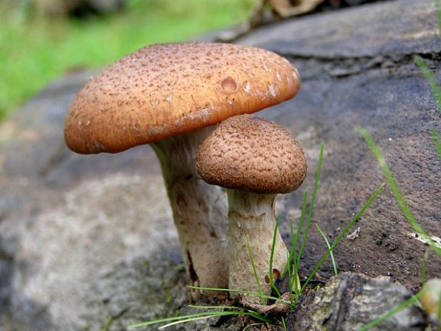 podpňovka obyčajná Armillaria mellea (Vahl) P. Kumm.