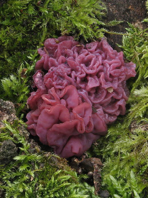 vrtidlovka Ascocoryne sp.