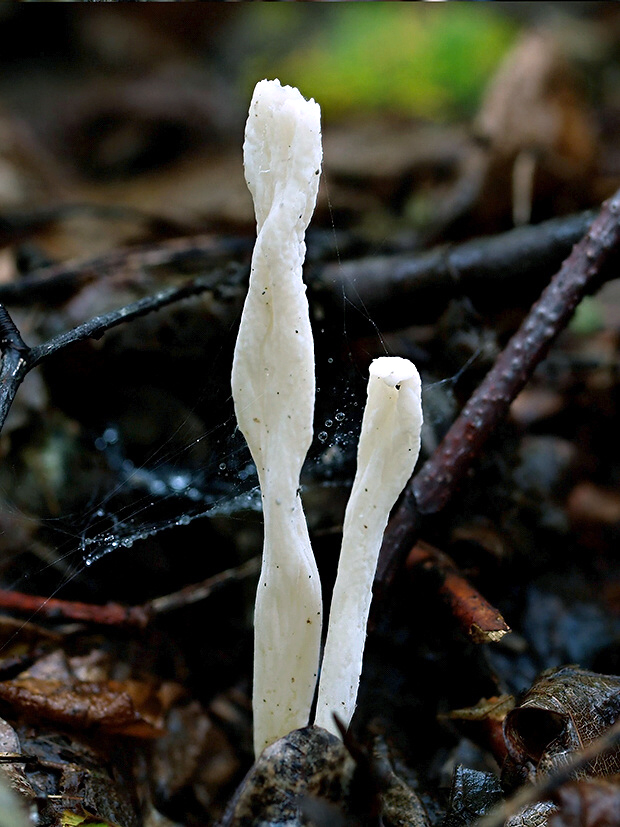 konárovka vráskavá Clavulina rugosa (Bull.) J. Schröt.