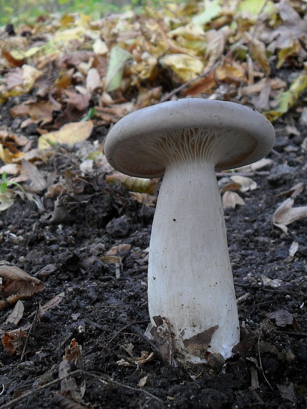 strmuľka inovaťová Clitocybe nebularis (Batsch) P. Kumm.