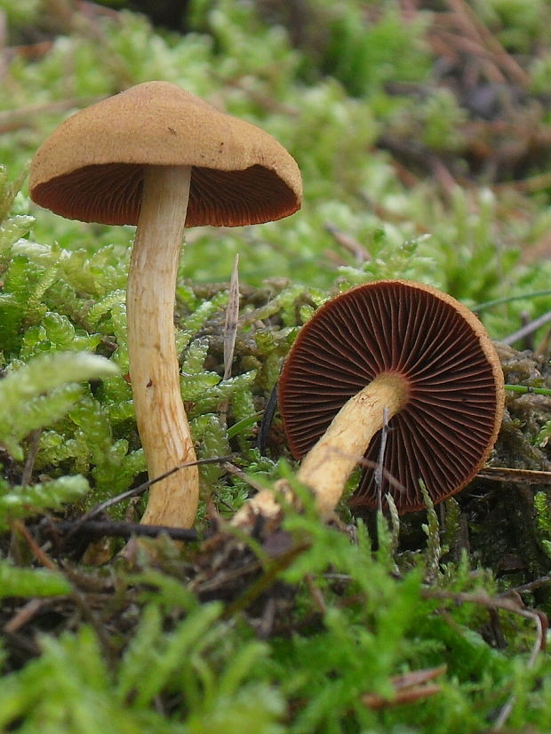 pavučinovec Cortinarius sp.