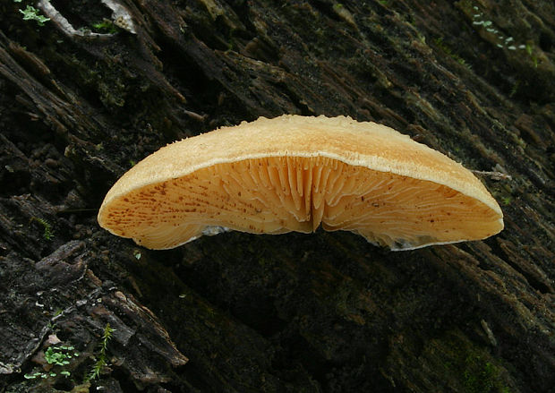 pahliva? Crepidotus sp.?