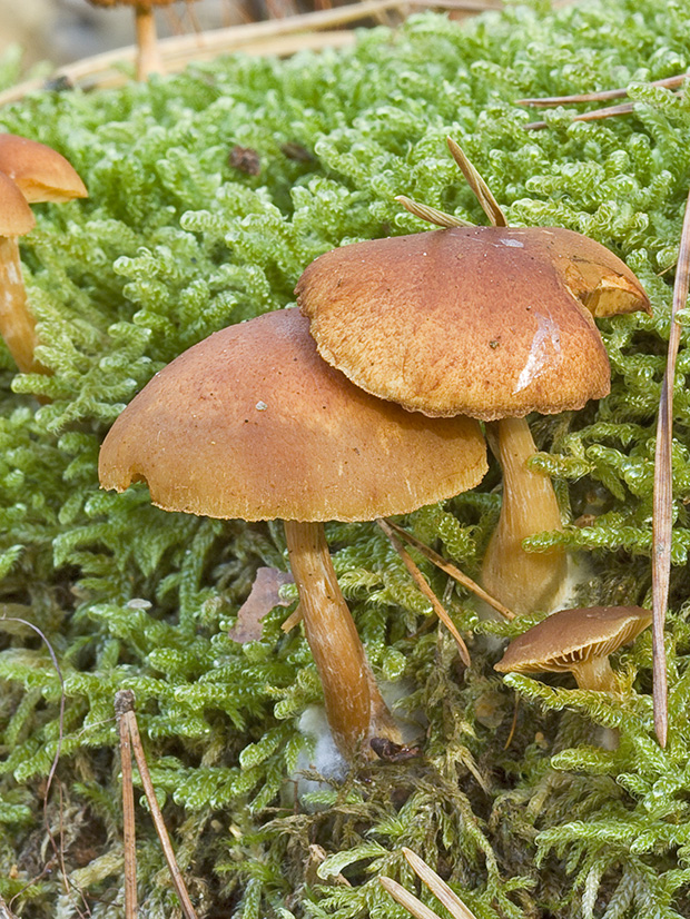 kapucňovka okrovohnedastá Galerina marginata (Batsch) Kühner