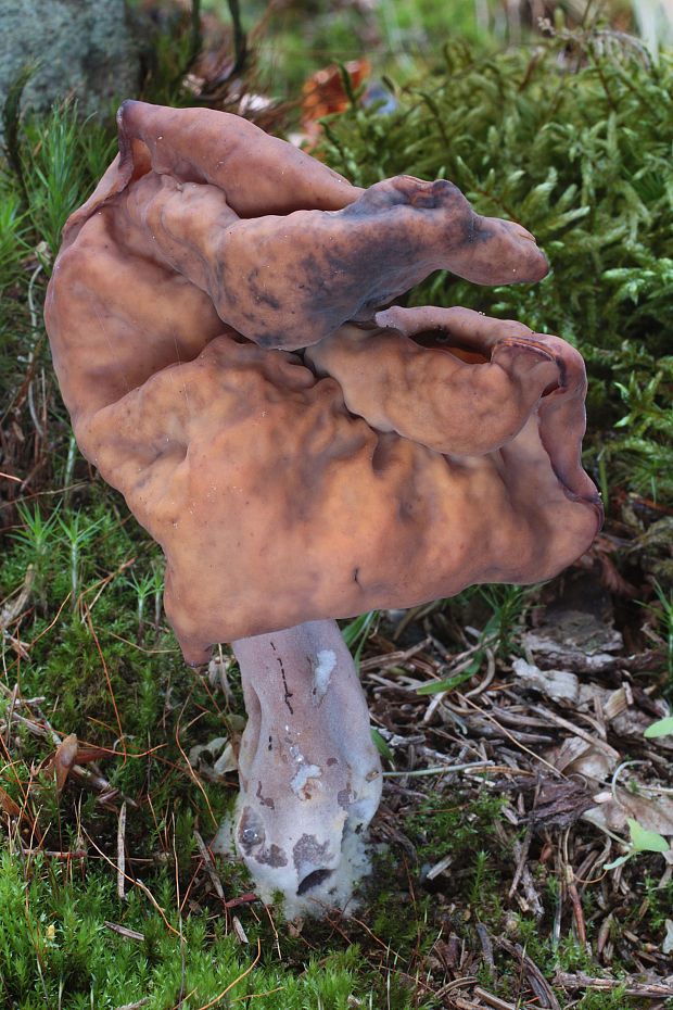 ušiak mitrovitý Gyromitra infula (Schaeff.) Quél.