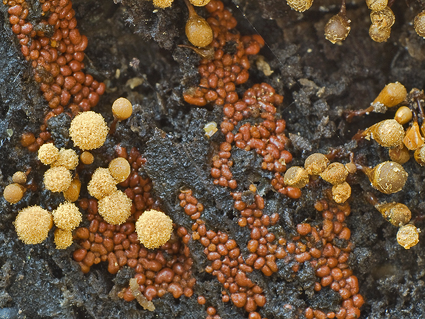 vlasovníčka kyjačikovitá Hemitrichia clavata (Pers.) Rostaf.