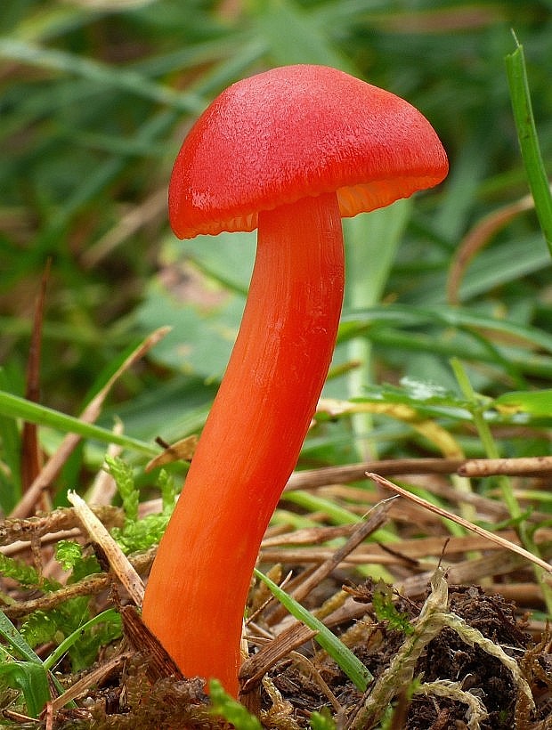 lúčnica šarlátová Hygrocybe coccinea (Schaeff.) P. Kumm.