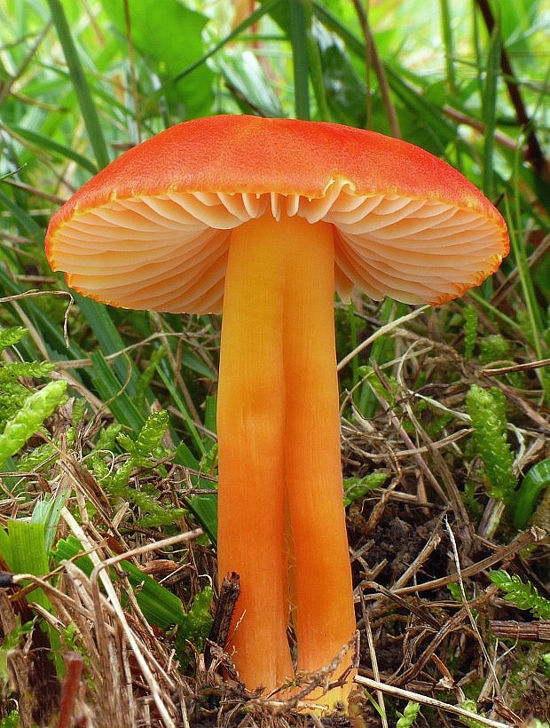 lúčnica šarlátová Hygrocybe coccinea (Schaeff.) P. Kumm.