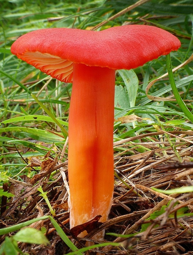 lúčnica šarlátová Hygrocybe coccinea (Schaeff.) P. Kumm.