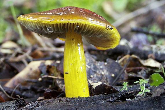 lúčnica Hygrocybe sp.