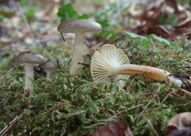 šťavnačka mrazová Hygrophorus hypothejus (Fr.) Fr.