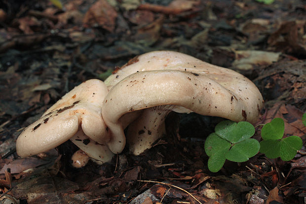 rýdzik bledý Lactarius pallidus Pers.