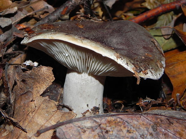 rýdzik Lactarius sp.