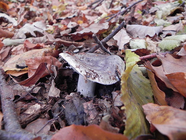 rýdzik Lactarius sp.