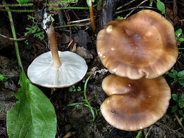 tmavuľka obyčajná Melanoleuca melaleuca (Pers.) Murrill