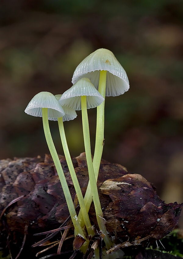 prilbička slizká Mycena epipterygia (Scop.) Gray