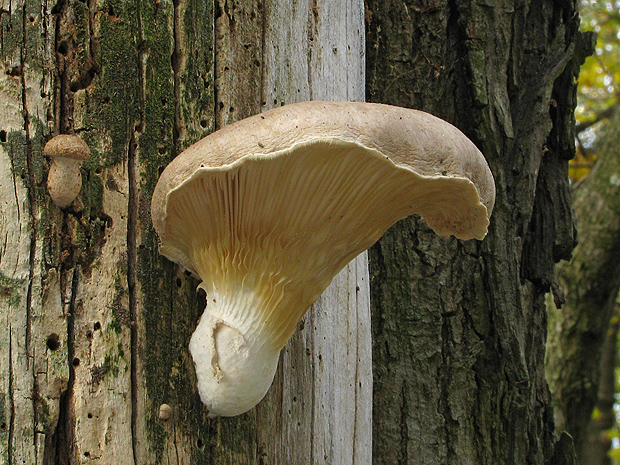 hliva dubová  Pleurotus dryinus (Pers.) P. Kumm.