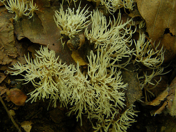 štetinačka bledookrová Pterula multifida (Chevall.) Fr.