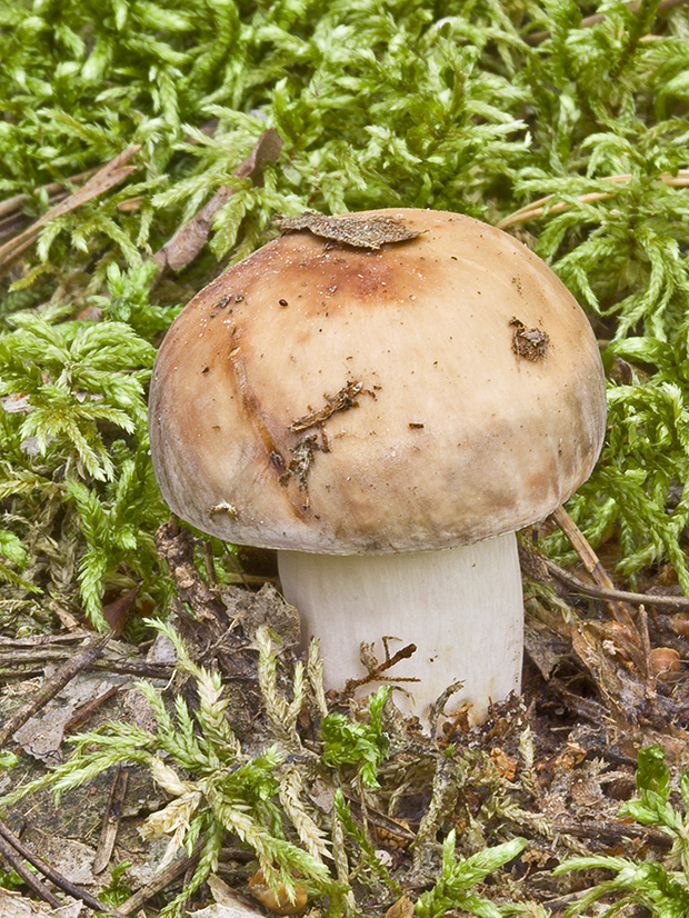 plávka Russula sp.