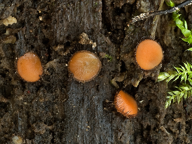 štítovnička Scutellinia sp.